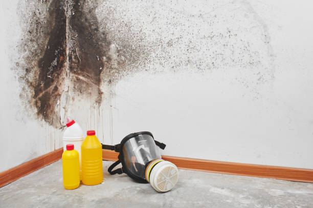 Best Insurance-Related Mold Remediation in Bawcomville, LA